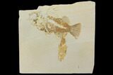 Bargain Knightia & Priscara Fish Plate - Wyoming #119501-1